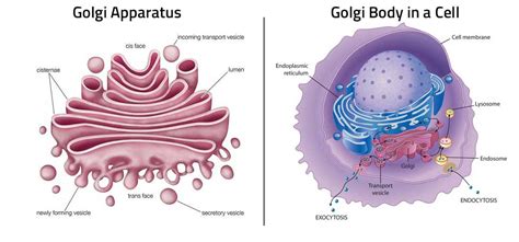 The Golgi apparatus, also known as the Golgi body or Golgi complex, is a type of organelle (i.e., a structure located in the cell) that processes and packages …